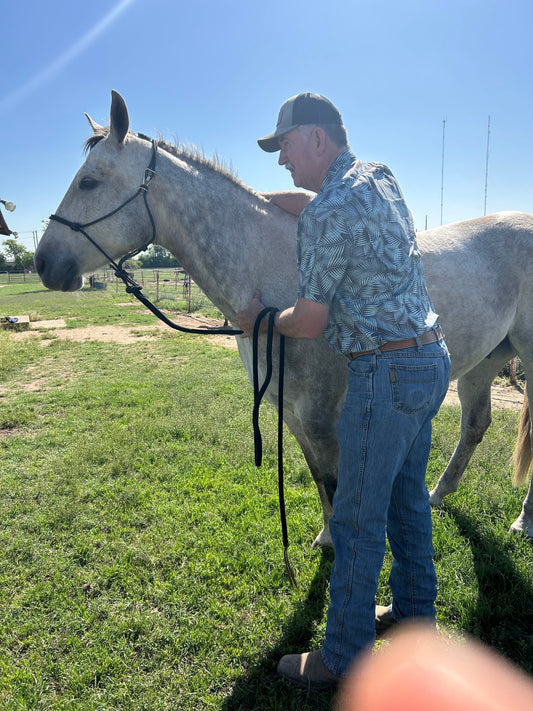 Horse Care 101: Basic Tips Every Owner Should Know