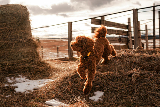 Dog Care Basics: Keeping Your Canine Happy & Healthy