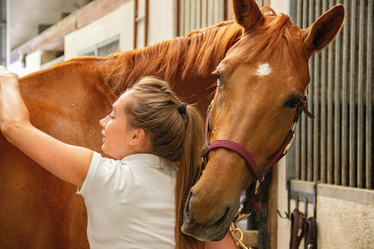 Horse Care 101: Basic Tips Every Owner Should Know
